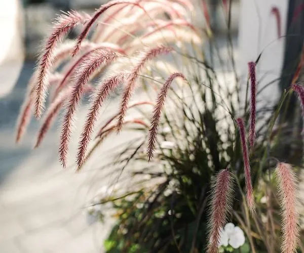 Aparthotel Monica 4*